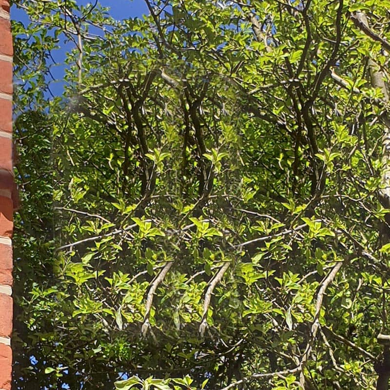 Trees next to a red bricked house wall.